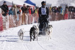 Lenk 2013